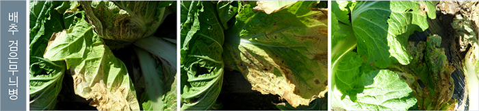 Silvacur WP Kimchi Cabbage Fungicide